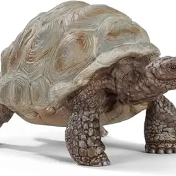 SCHLEICH WILD Life Riesenschildkröte | Tierfigur für Kinder ab 3 Jahren | Zoo Spielzeug & Geschenkidee | 8 x 4 x 4 cm
